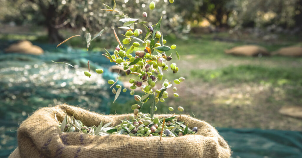 raccolta olive meccanizzata qualità